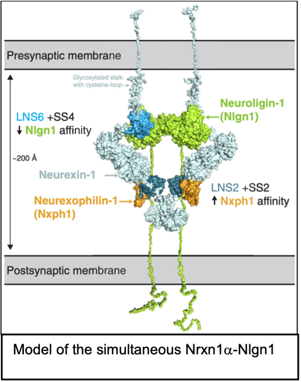 Neurexin-Neurexophilin Complexes